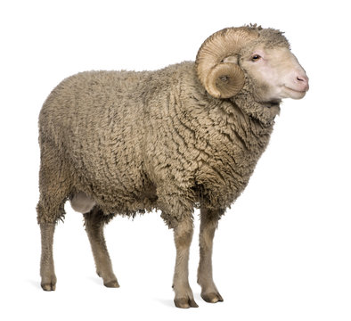Arles Merino sheep, ram, 3 years old, standing