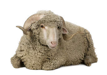 Front view of Arles Merino sheep, ram, lying down