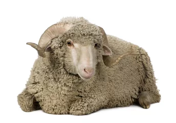 Photo sur Plexiglas Moutons Vue de face du mouton mérinos d& 39 Arles, bélier, couché