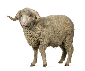 Naklejka premium Arles Merino sheep, ram, 1 year old, standing