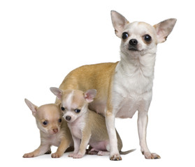 Chihuahua mother and her 2 puppies, 8 weeks old