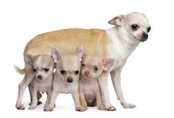 Chihuahua mother and her 3 puppies, 8 weeks old