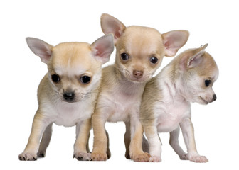 Chihuahua puppies, standing in front of white background