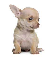 Chihuahua puppy, sitting in front of white background