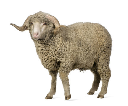 Arles Merino sheep, ram, 1 year old, standing