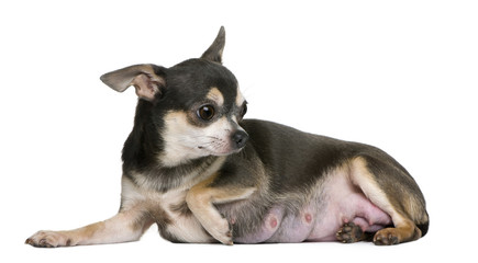 Female Chihuahua lying down in front of white background