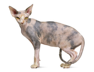 Sphynx cat, 1 year old, standing in front of white background