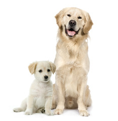 Golden Retriever and a Labrador puppy sitting © Eric Isselée