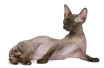 Old Sphynx cat, lying in front of white background