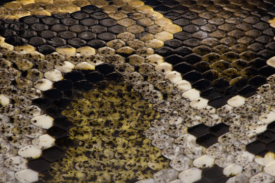 Close-up of Python regius' snakeskin