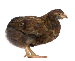 Araucana, also known as a South American Rumpless, standing