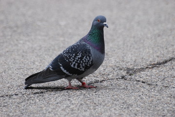 pigeon