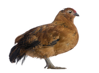 Chick, 44 days old, standing in front of white background