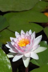Lotusblüte 4287
