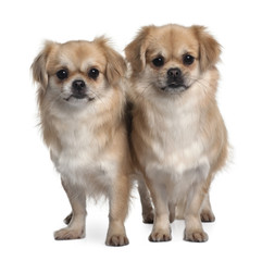 Two Tibet Spaniels, standing in front of white background