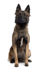 Tervuren dog, 1 Year Old, sitting in front of white background