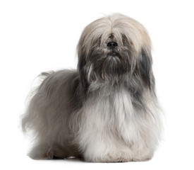 Naklejka na ściany i meble Lhassa Apso, standing, in front of white background