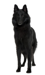 Belgian Shepherd Dog, standing in front of white background