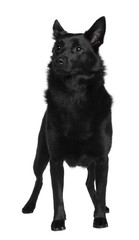 Australian Kelpie, standing in front of white background