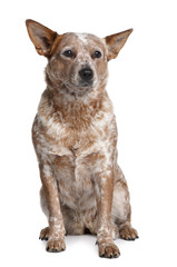 Australian Cattle Dog, sitting in front of white background