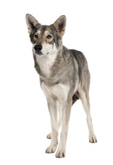 Saarlooswolf dog, standing in front of white background