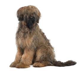 Briard, 9 Months Old, sitting in front of white background