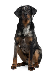 Beauceron, 7 Months old, sitting in front of white background
