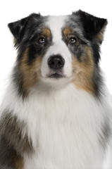 Australian Shepherd dog, in front of white background