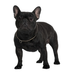 French Bulldog, standing in front of white background