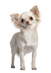 Chihuahua, standing in front of white background