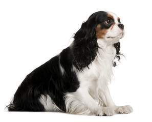 Cavalier King Charles Spaniel, 2 years old, sitting