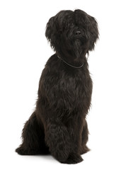 Briard, 9 Months Old, sitting in front of white background