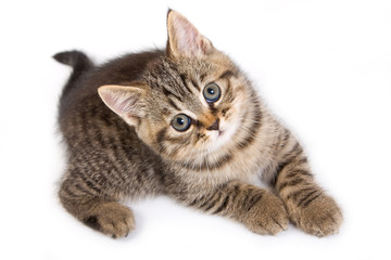 British kitten on white background