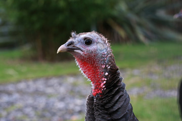 Head of a domestic turkey