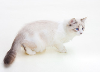 Fototapeta premium Cat cute