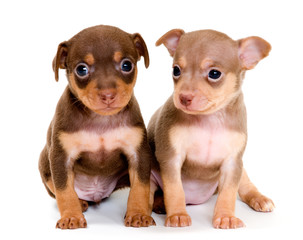 Obraz premium Puppies of toy-terrier in studio