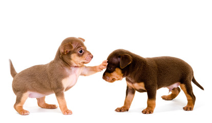 Puppies of toy-terrier in studio