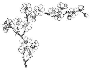 antique flowers corner engraving (vector)