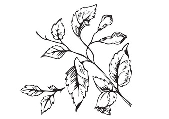 antique foliage engraving (vector)