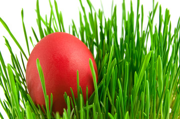 red easter egg in green grass with white background