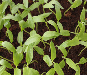 Young shoots of pepper