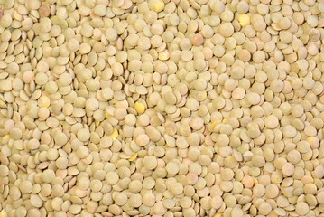 Lentil