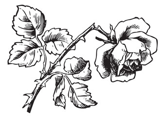 antique rose engraving (vector)