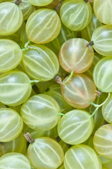 gooseberry