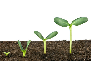 growth