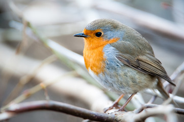 European Robin