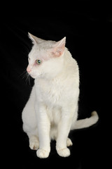 white domestic cat