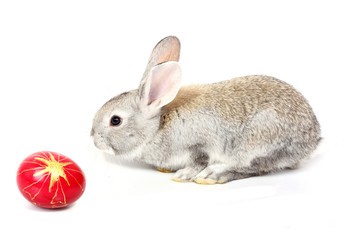 easter rabbit