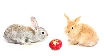 Fototapeta premium easter rabbits