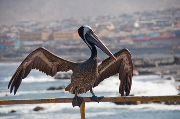 Pelican